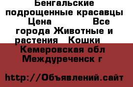 Бенгальские подрощенные красавцы. › Цена ­ 20 000 - Все города Животные и растения » Кошки   . Кемеровская обл.,Междуреченск г.